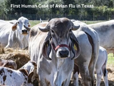 First Human Case of Avian Flu in Texas