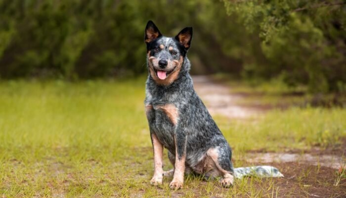 Hanging Tree Cattle Dog