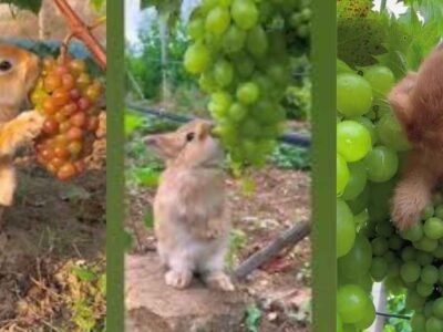 can rabbits eat grapes